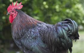 Factors that affect life expectancy aside from diet and nutrition, other factors affect the life expectancy of a ri red chicken, including housing, diseases, veterinary care, genetics, and the environment. 17 Best Dual Purpose Chickens That Lay Well Fatten Nicely Part 1