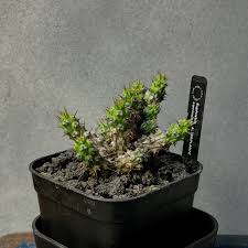 Image result for Euphorbia corniculata