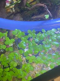 We did not find results for: What S This Blue Film It S Only Where My Duckweed Is Probably Cause There No Flow Because Of The Tubing Right Is It Bad Aquariums