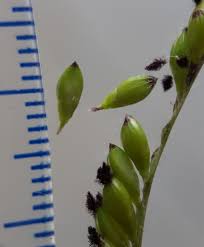 Image result for Urochloa eminii