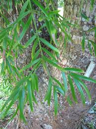 Image result for Afrocarpus
