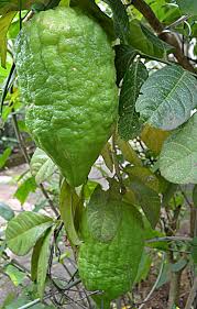 Make social videos in an instant: File Ganapathinarakam Citron Citrus Medica Cv Diamante Jpg Wikipedia