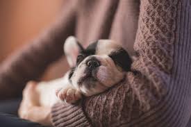 Weeping, bleeding, or oozing skin near the wound. How To Care For Your Dog S Stitches After Surgery