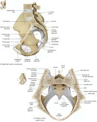 A thorough understanding of pelvic anatomy is essential for clinical practice. Bones Ligaments Joints Atlas Of Anatomy