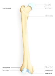 The human leg, in the general word sense, is the entire lower limb of the human body, including the foot, thigh and even the hip or gluteal region. Diagram Leg Bones Diagram Femur Full Version Hd Quality Diagram Femur Vectordiagram1b Osteriamadreterra It