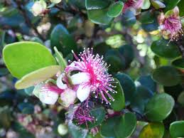 Image result for Eugenia