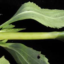 Image result for Adenostemma afrum