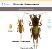 Приложение Насекомые-вредители лесов России: полевой ...