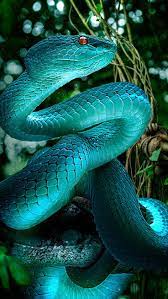 Beautiful Blue Snake Snake Wallpaper Pet Snake Cute Reptiles