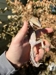 Image result for Urochloa platynota