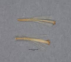 Image result for Pentanema indicum