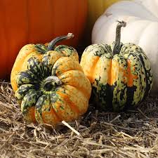 Image result for carnival acorn squash