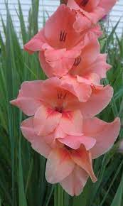 Pin By Juana Perez On Gladiola Beautiful Flowers Flower Painting Flowers