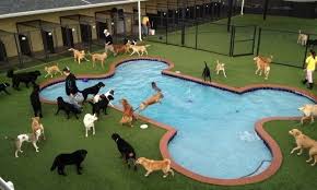 Pin On Pet Hotels
