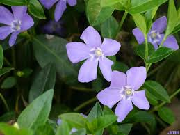 Image result for Vinca minor