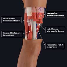In clinical anatomy the thigh muscles are divided into three groups: Muscle Compartments Of The Thigh Complete Anatomy