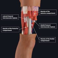 Shoulder muscles and tendons diagram. Muscle Compartments Of The Thigh Complete Anatomy