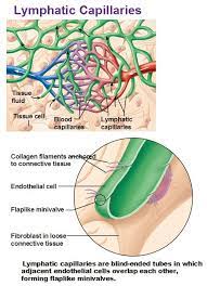 Lymphatic Capillaries Minivalves Lymphatic System Lymphatic Lymphatic System Anatomy