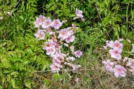 Image result for Podranea