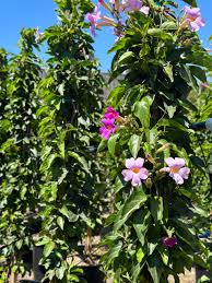 Image result for Distephanus divaricatus