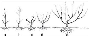 In this training system a central leader is developed with the scaffold limbs tied to the wires. How To Prune Fruit Trees Prune Fruit Pruning Fruit Trees Pruning Peach Trees