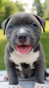 Xxl Blue Male Pitbull Puppy For Sale Blue Nose Pitbull Puppies Pitbull Puppies Pitbull Puppies For Sale