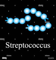 Image result for Streptococcus