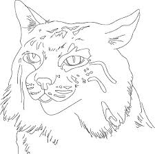 Puma concolor domestic (pet) cat: Sketch Of Bobcat Coloring Pages Best Place To Color