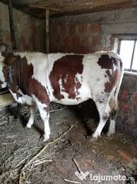 Fiți la curent cu vaci de vanzare neamt. Vand VacÄƒ Baltata RomaneascÄƒ Cu ViÈ›el Adroa Zoo
