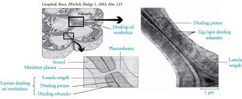 Misalnya dinding lateral, dinding medial, dinding tagmental, dan dinding jugularis. Struktur Dan Fungsi Dinding Sel Tumbuhan Gambar
