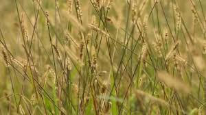 Image result for Cenchrus geniculatus