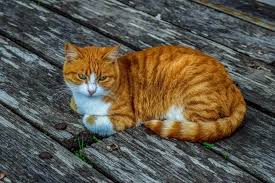 Cat pooping on floor randomly? How To Stop A Cat From Pooping On The Floor American Cat