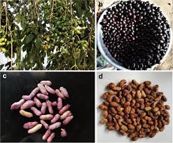 Image result for Syzygium cumini