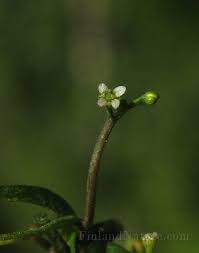 Image result for Subularia