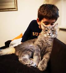 Kedi Opmek Zararli Mi