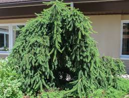 Drop a lot of needles? Weeping Norway Spruce Begick Nursery Garden Center Facebook