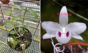 Vừa xong, trước thương vụ mua bán lan đột biến có giá trị.250 tỉ đồng ở quảng ninh, ubnd thị xã đông triều đã có văn bản đề nghị công an xã, chi cục thuế đông triều kiểm tra, xác minh thông tin. Nhá»¯ng ThÆ°Æ¡ng Vá»¥ Mua Ban Lan Ä'á»™t Biáº¿n Gia Khá»§ng Gay Sá»'c Vietnamnet