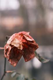 Photogallery of demi rose updates weekly. 100 Death Pictures Hq Download Free Images Stock Photos On Unsplash