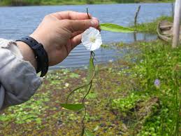 Image result for Aniseia martinicensis