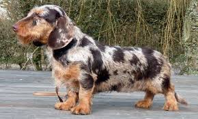 Wire Haired Speckledy Dachshund Absolutely Precious My First Dog Was A Wire Haired Dachshund Wire Haired Dachshund Dapple Dachshund Dachshund Puppies