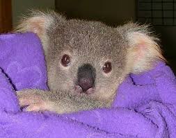 Baby Koala Not A Bear At All Baby Koala Koala Bear Cute Baby Animals