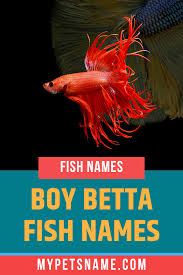 What makes female betta fish different from the males? Boy Betta Fish Names Betta Fish Bowl Betta Fish Betta Fish Types
