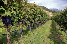 Image result for Vigna