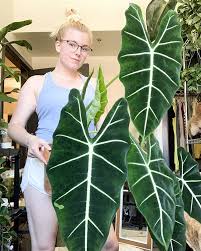 Alocasia Micholitziana Alocasia Plant Plants Trees To Plant