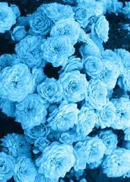 I'd like to say i'm pretty good at this ;) • • • book two in the just for you books. Pin By Saturno On Aesthetics And Ulzzangs Blue Flower Wallpaper Blue Aesthetic Pastel Blue Aesthetic