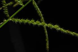 Image result for Acrachne