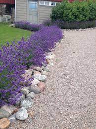 Terrific No Cost Lavender Rock Garden Style Simply A Rock Garden Sometimes Termed As A In 2021 Landscaping With Rocks Front Garden Landscape Rock Garden Landscaping