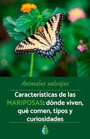 Pin En Animales Salvajes