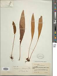 Image result for Elaphoglossum lancifolium