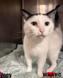 Meet Zoey — a lovely white and black kitty who's had more addresses than  she'd like. After being shuffled around, Zoey is ready to unpack her bags  for good and find the